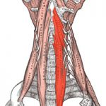 筋肉考・その３～「頸長筋」